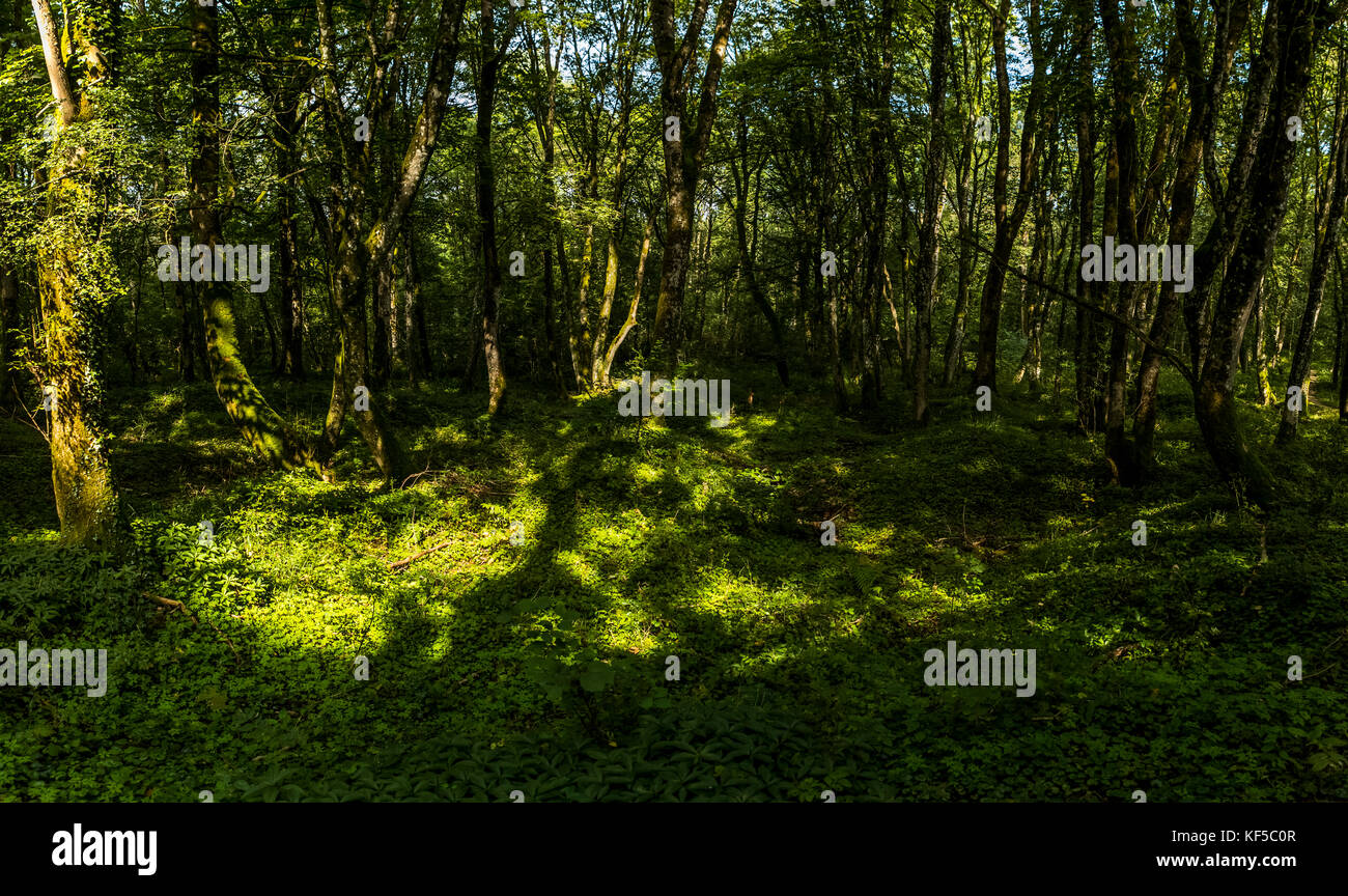 Former World War One battlefields now returned to nature at Verdun, Lorraine, France Stock Photo