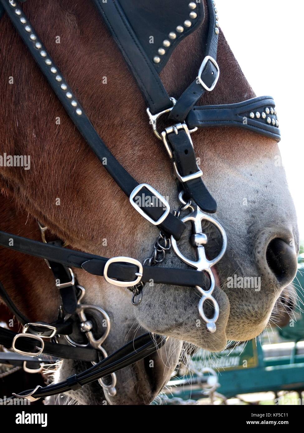 Close up of Draft horse with harness bit. Stock Photo