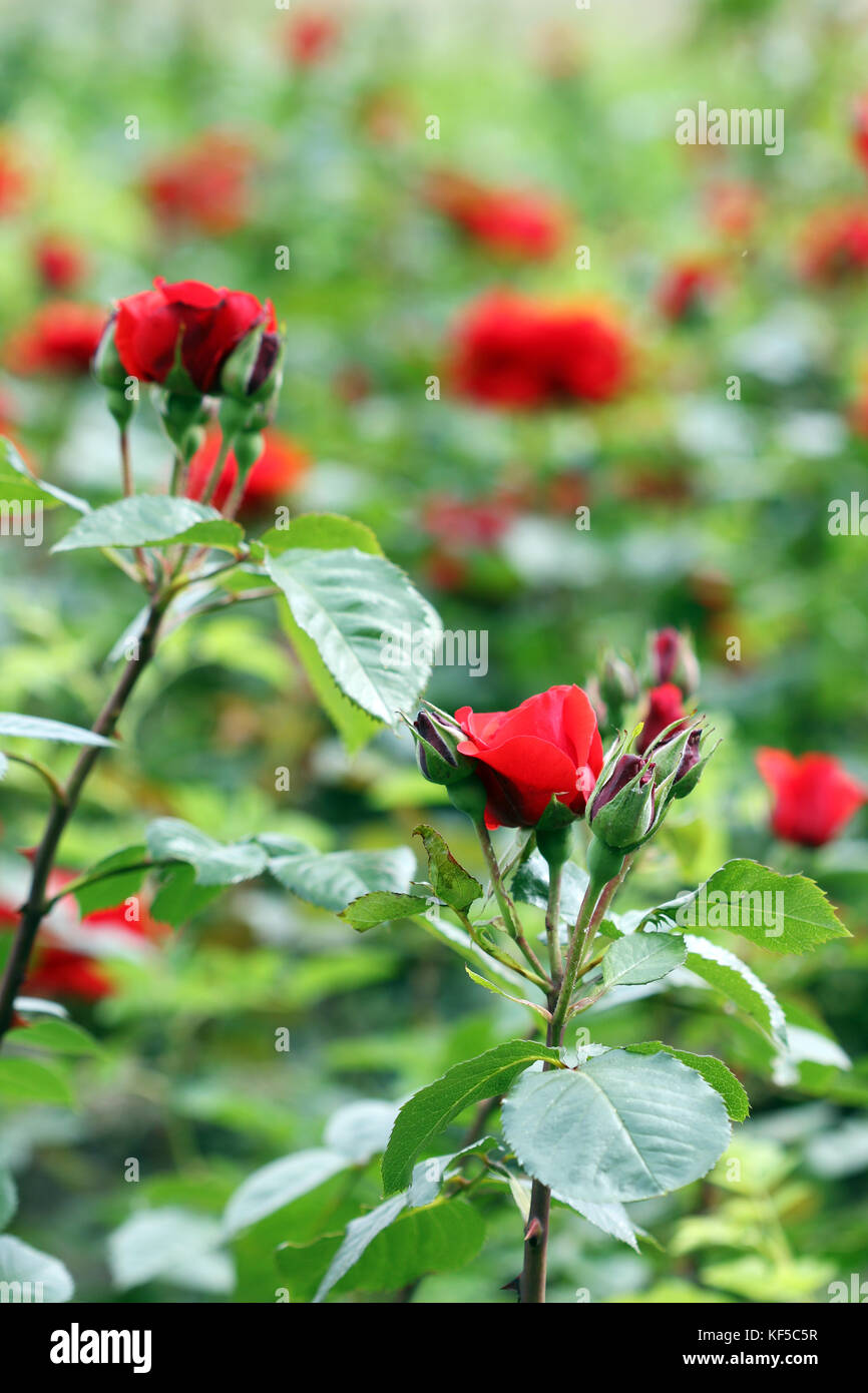 red roses flower garden nature Stock Photo