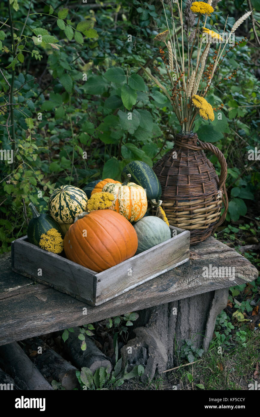 Pumpkins and gourds in a wooden box on display at Weald and Downland ...