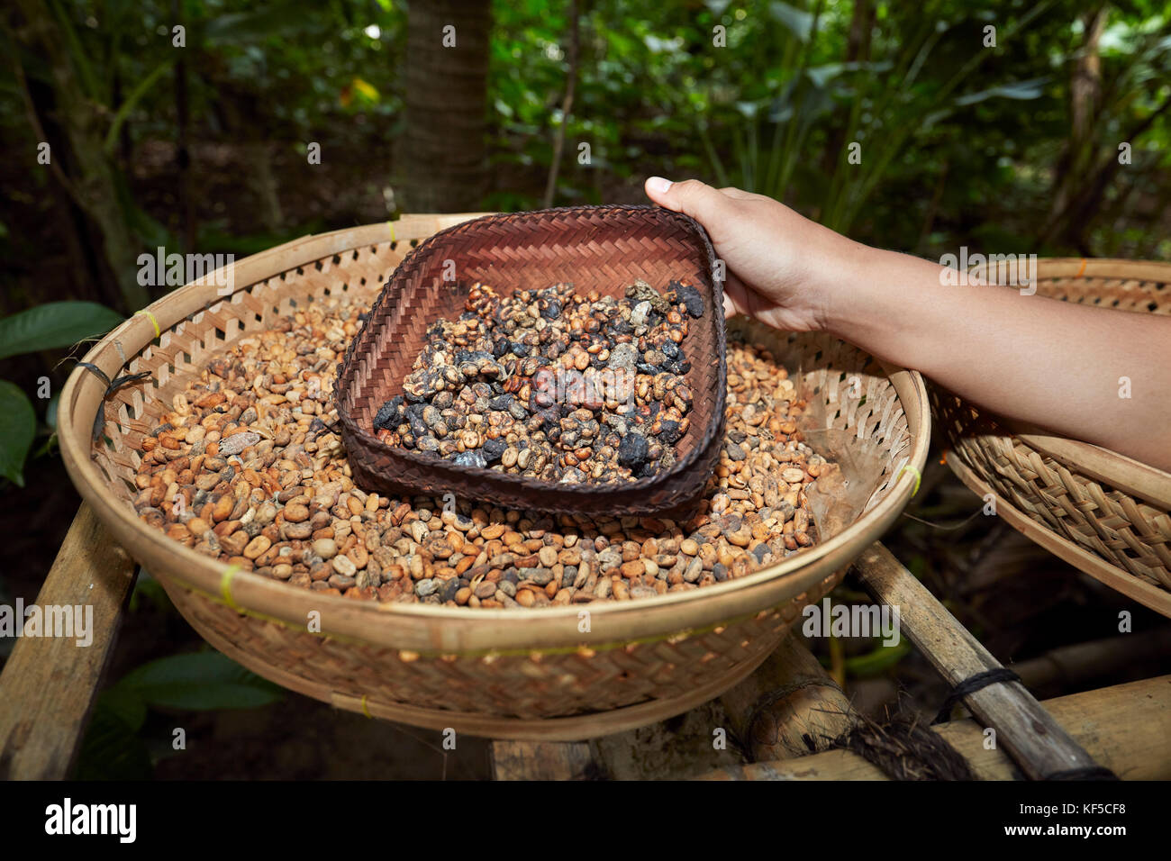 Kopi luwak, or civet coffee - includes part-digested coffee cherries eaten and defecated by the Asian palm civet. Ubud, Bali, Indonesia. Stock Photo