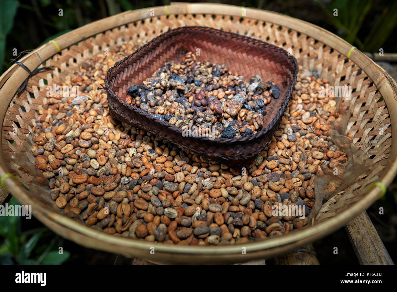 Kopi luwak, or civet coffee - includes part-digested coffee cherries eaten and defecated by the Asian palm civet. Ubud, Bali, Indonesia. Stock Photo