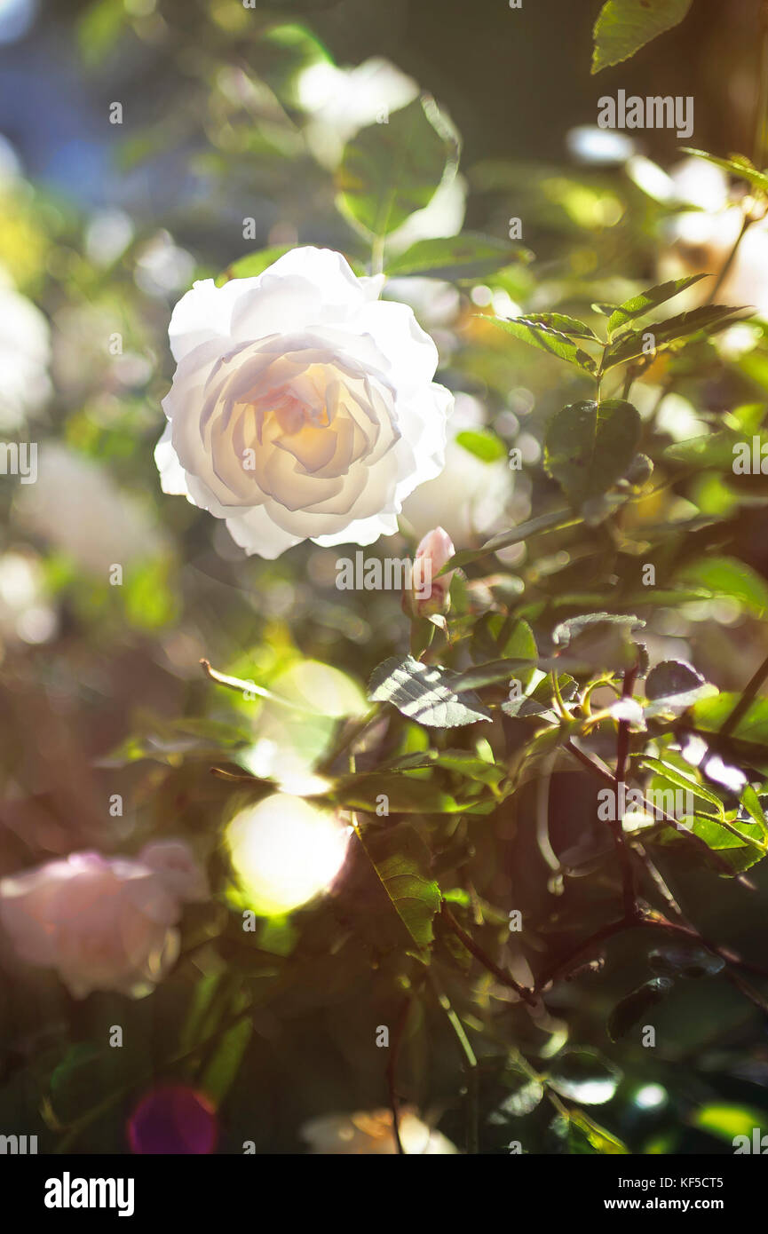 White Roses Back White rose in the back light Stock Photo - Alamy