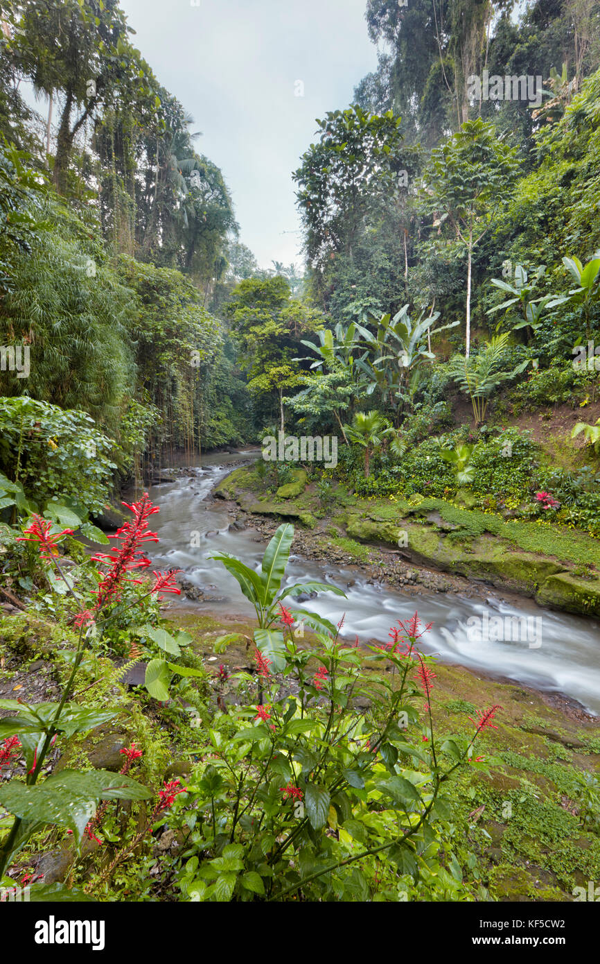 Small river running through the jungle near Hotel Tjampuhan Spa. Ubud, Bali, Indonesia. Stock Photo