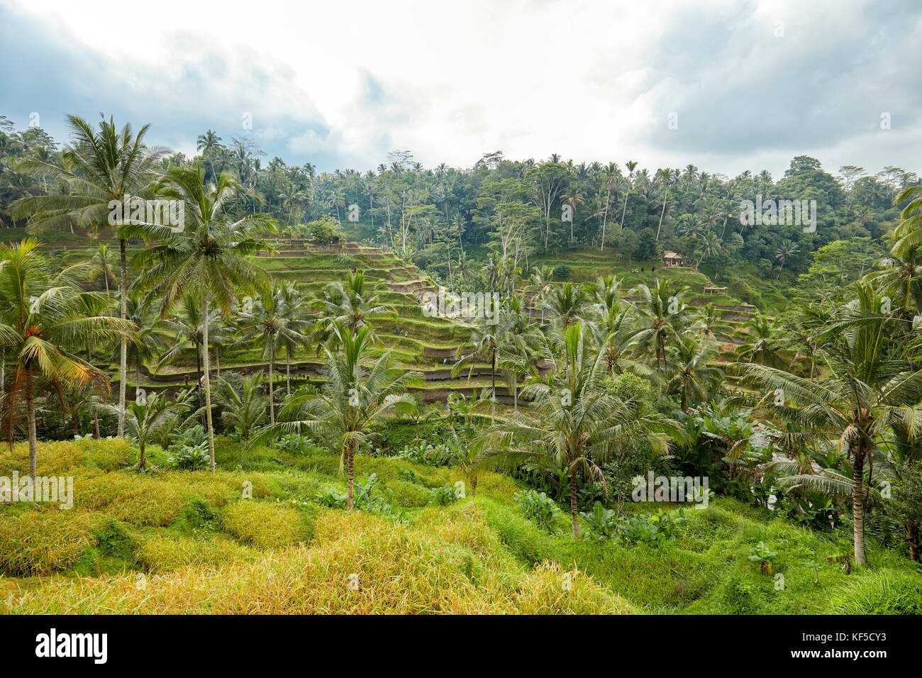 Tegalalang Rice Terrace. Tegalalang village, Bali, Indonesia. Stock Photo