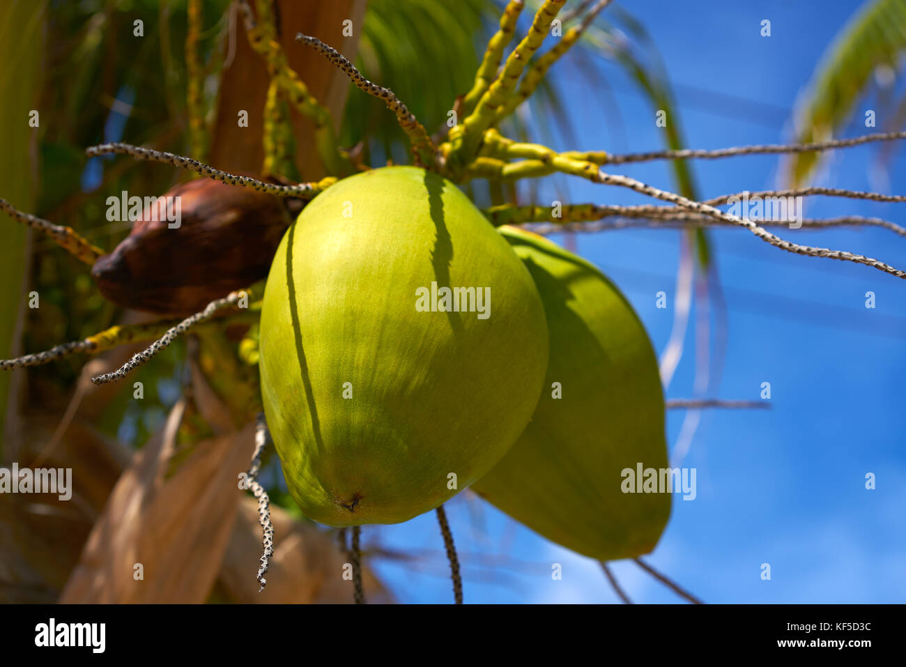 Coconut fruits hanging from palm tree in Caribbean sea Stock Photo Alamy