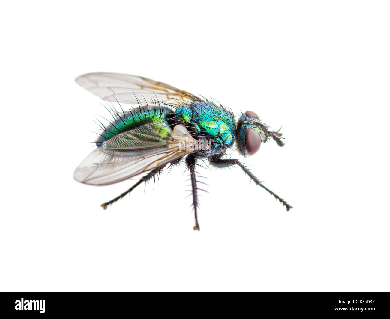 Drosophila Fly Diptera Insect Isolated on White Stock Photo