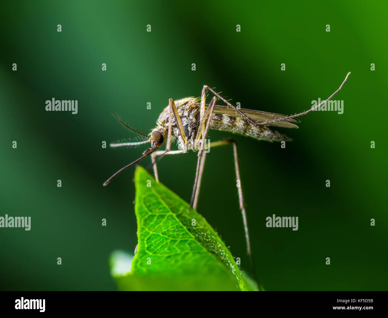 Yellow Fever, Malaria or Zika Virus Infection - Mosquito Insect on Leaf Stock Photo