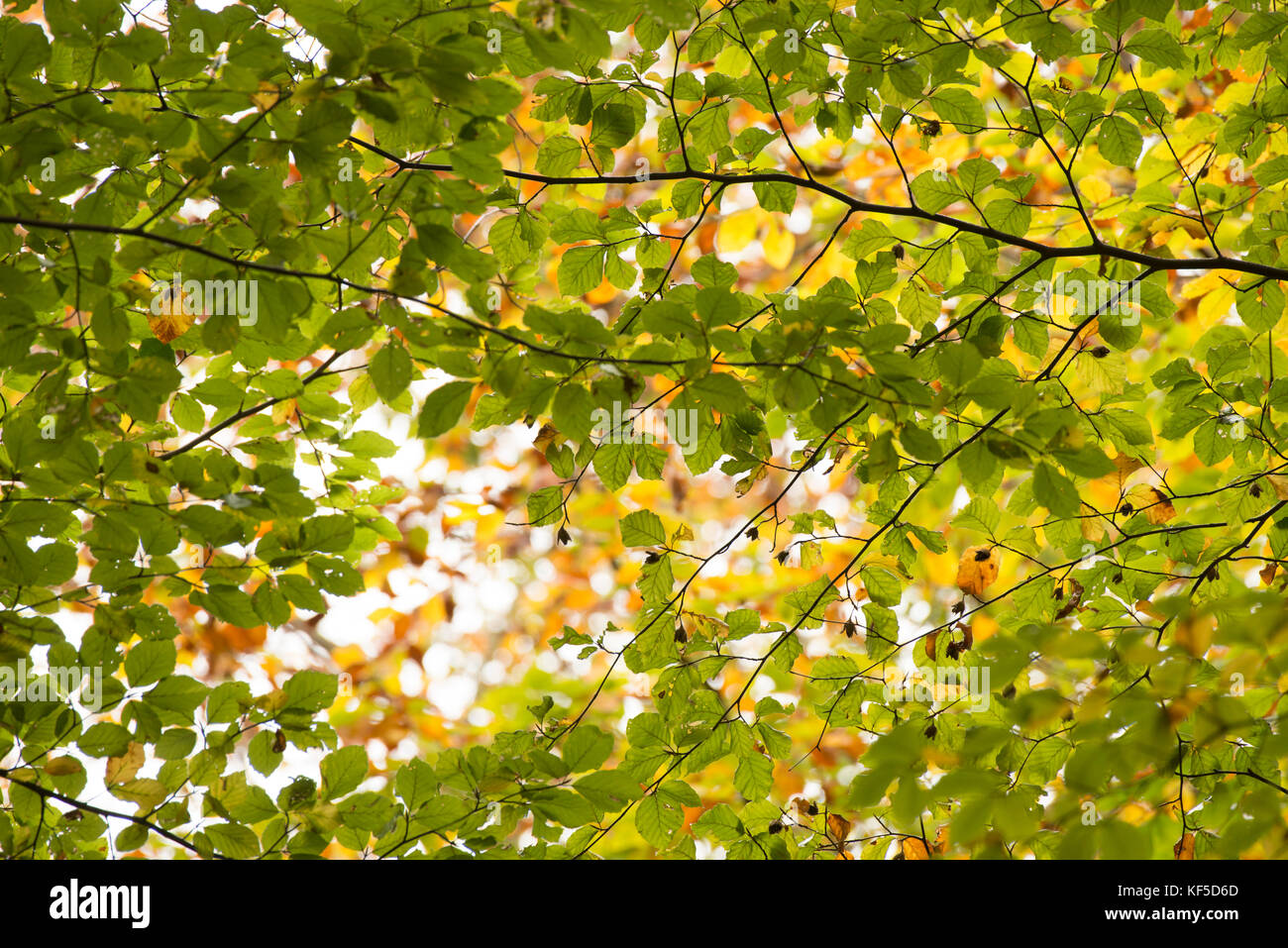 Autumn colors in a south swedish beech forest in nature reserve Fyledalen, Scania Sweden Stock Photo