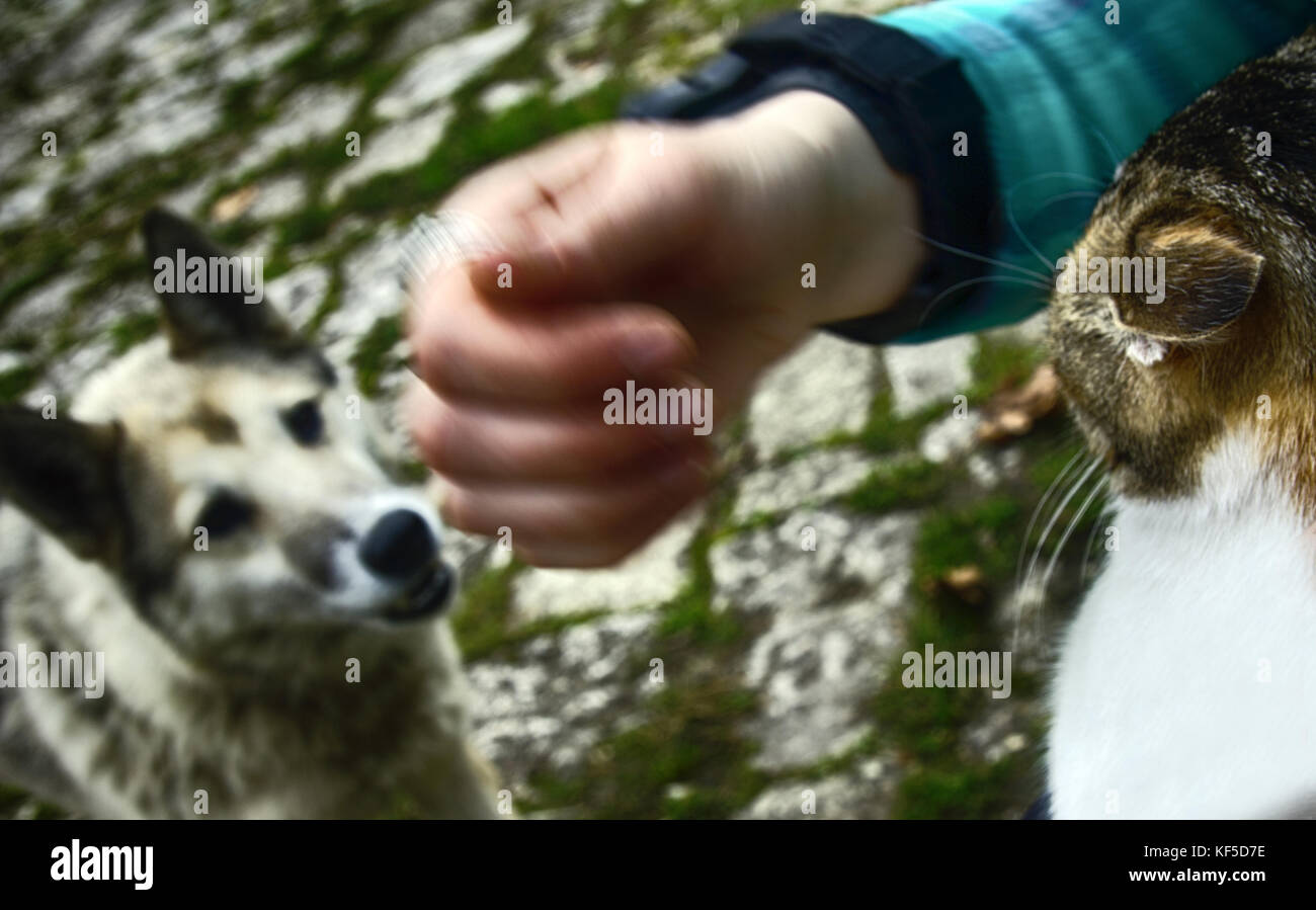 Fight like cats and dogs. Stray dog chased cat on fence. Both animal