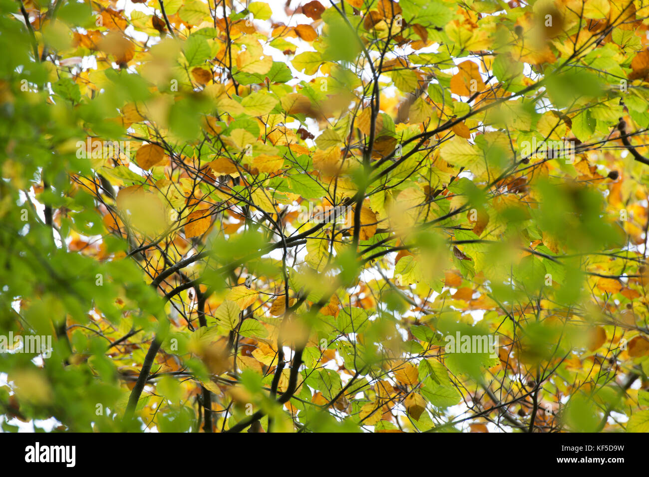 Autumn colors in a south swedish beech forest in nature reserve Fyledalen, Scania Sweden Stock Photo