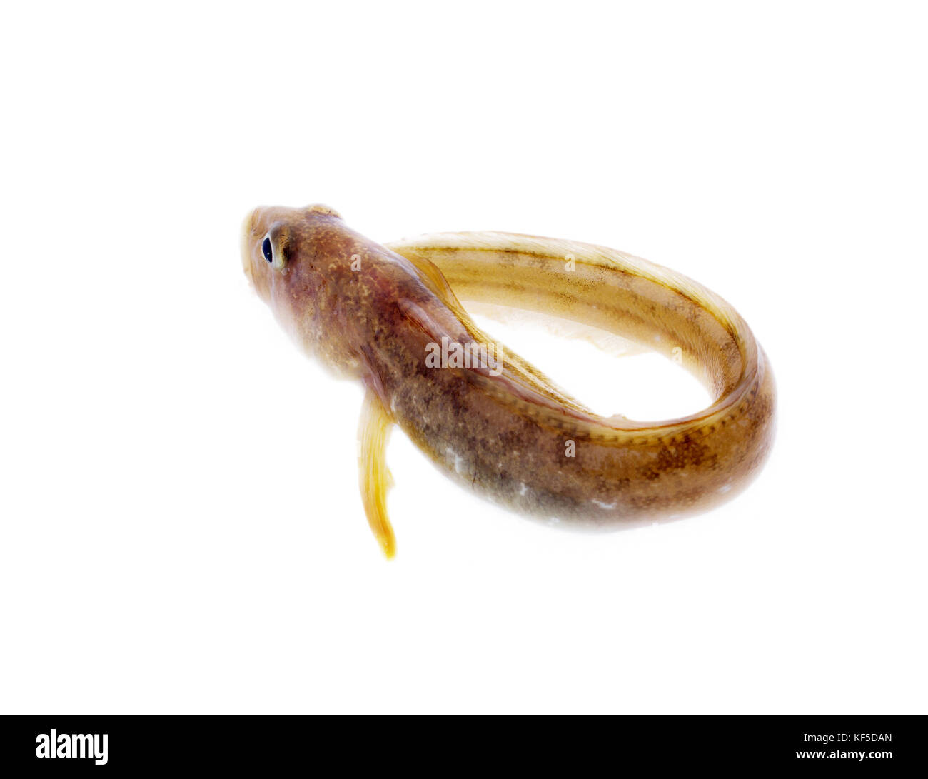 fish wriggles on a white background. very attractive animal in different poses Stock Photo