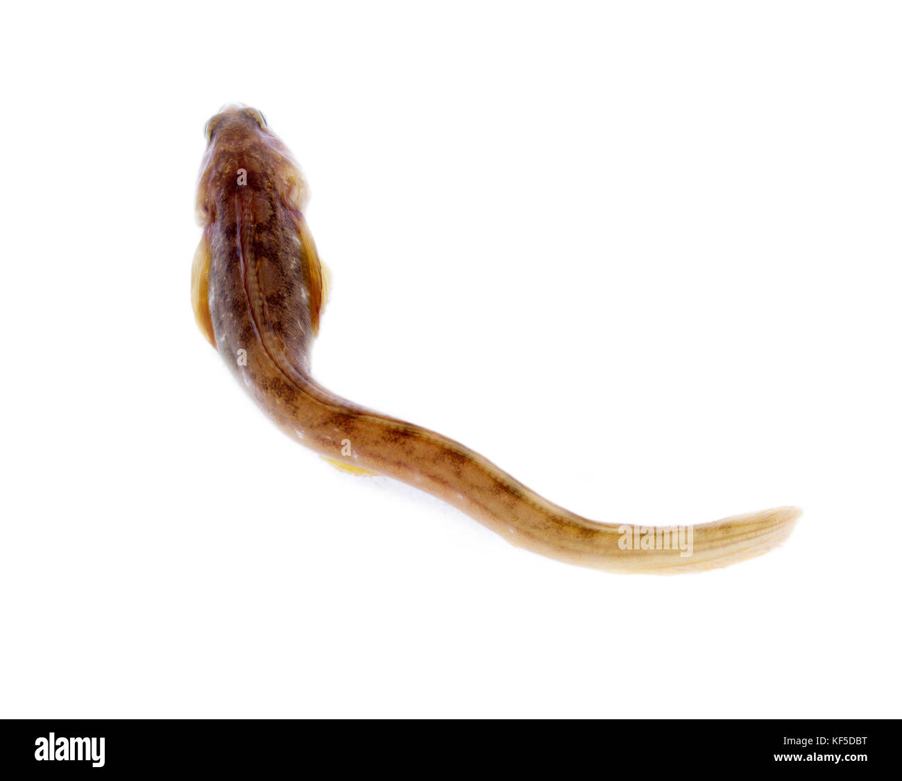 fish wriggles on a white background. very attractive animal in different poses Stock Photo