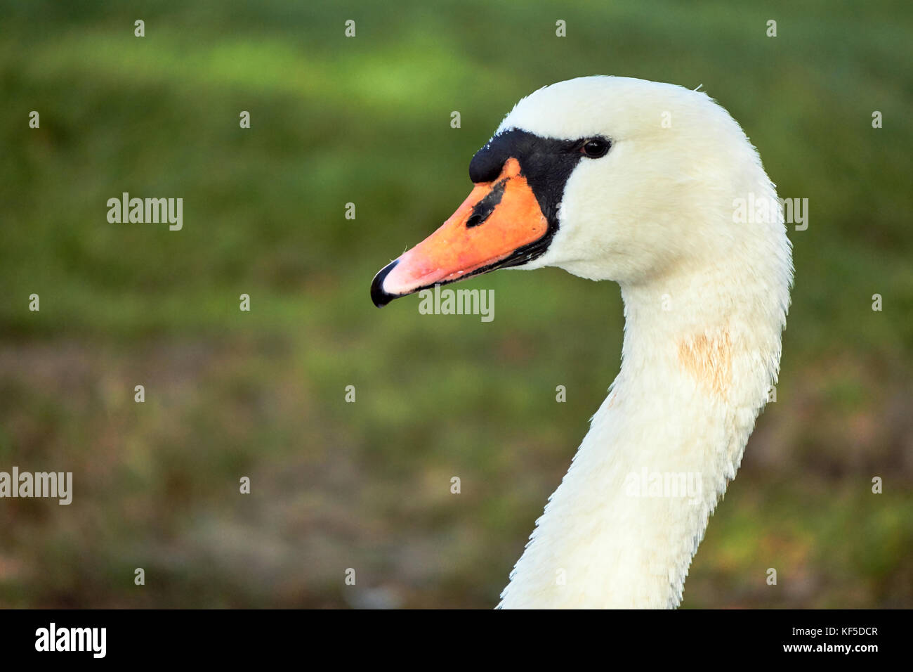 Portrait of a white swan floating on the lake in Poland Stock Photo - Alamy