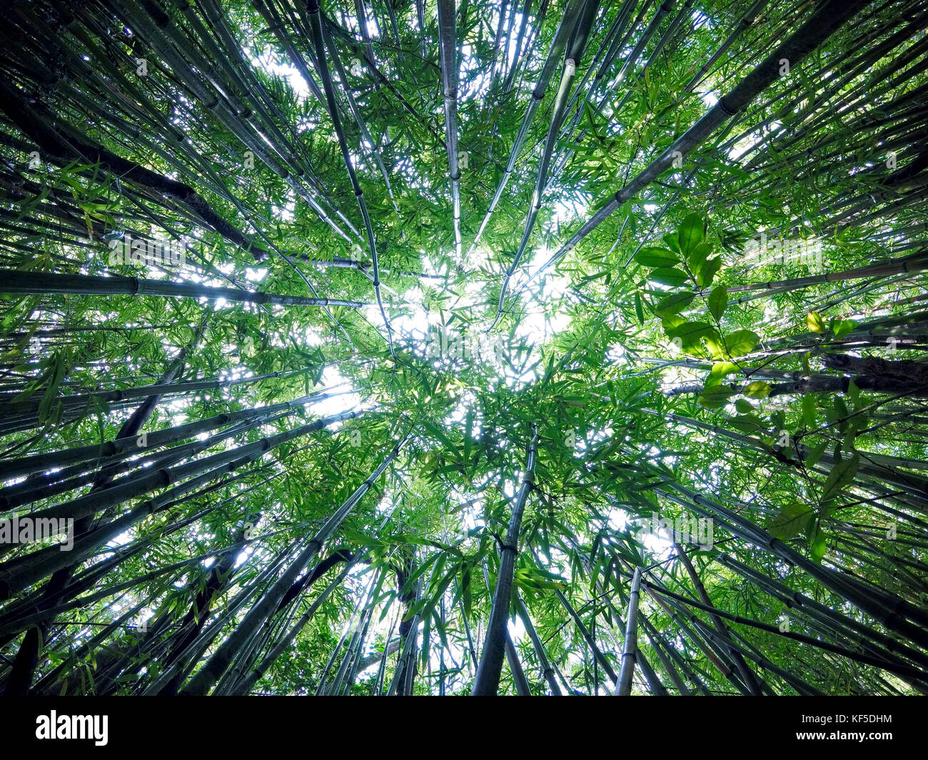 Hiking in Oahu through a bamboo forest Stock Photo Alamy