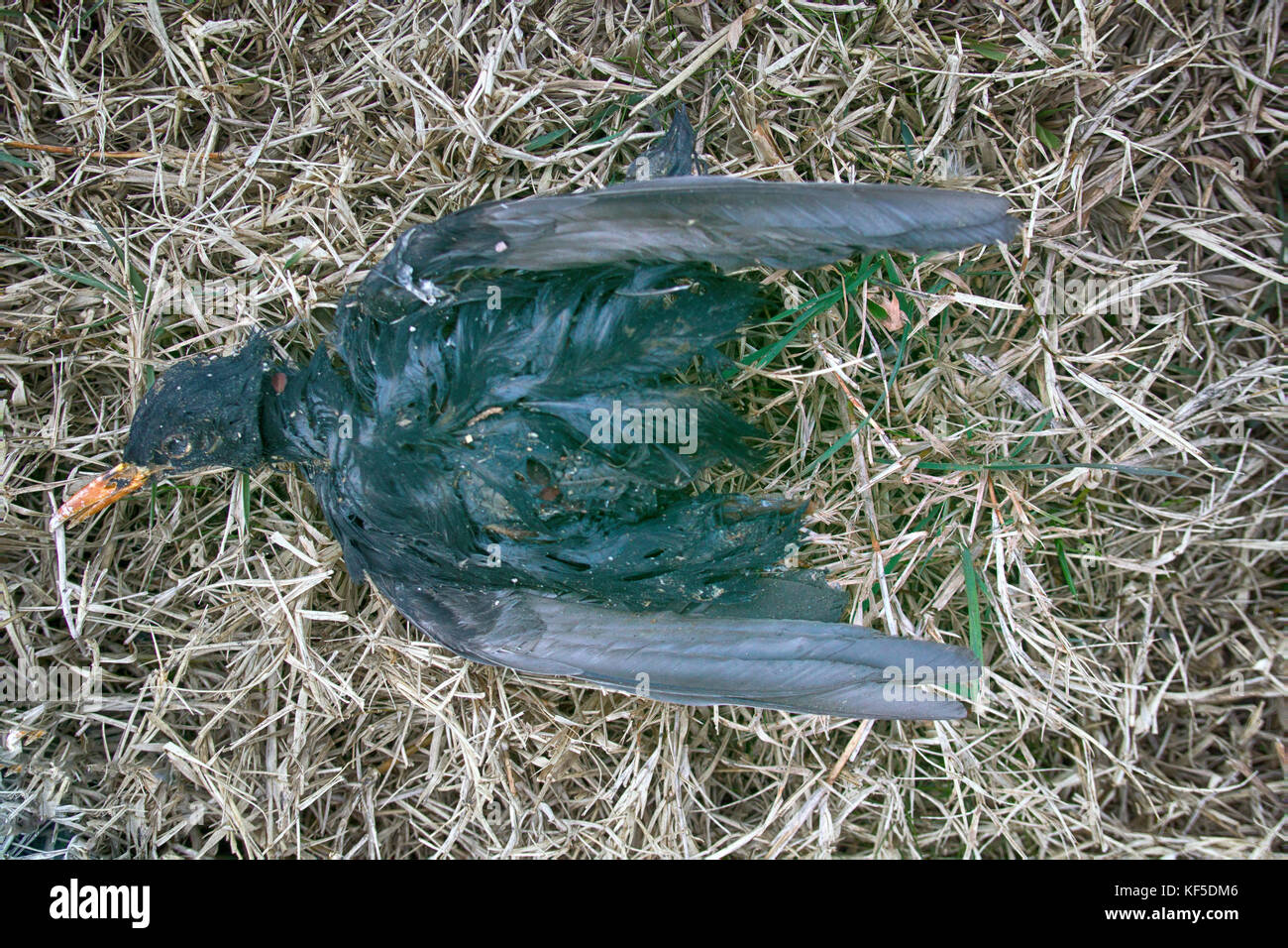 Dead animals disposed of in nature very quickly. Corpse of Starling in