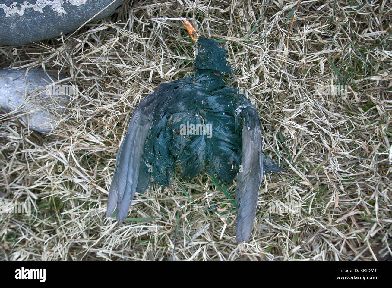 Dead animals disposed of in nature very quickly. Corpse of Starling in ...