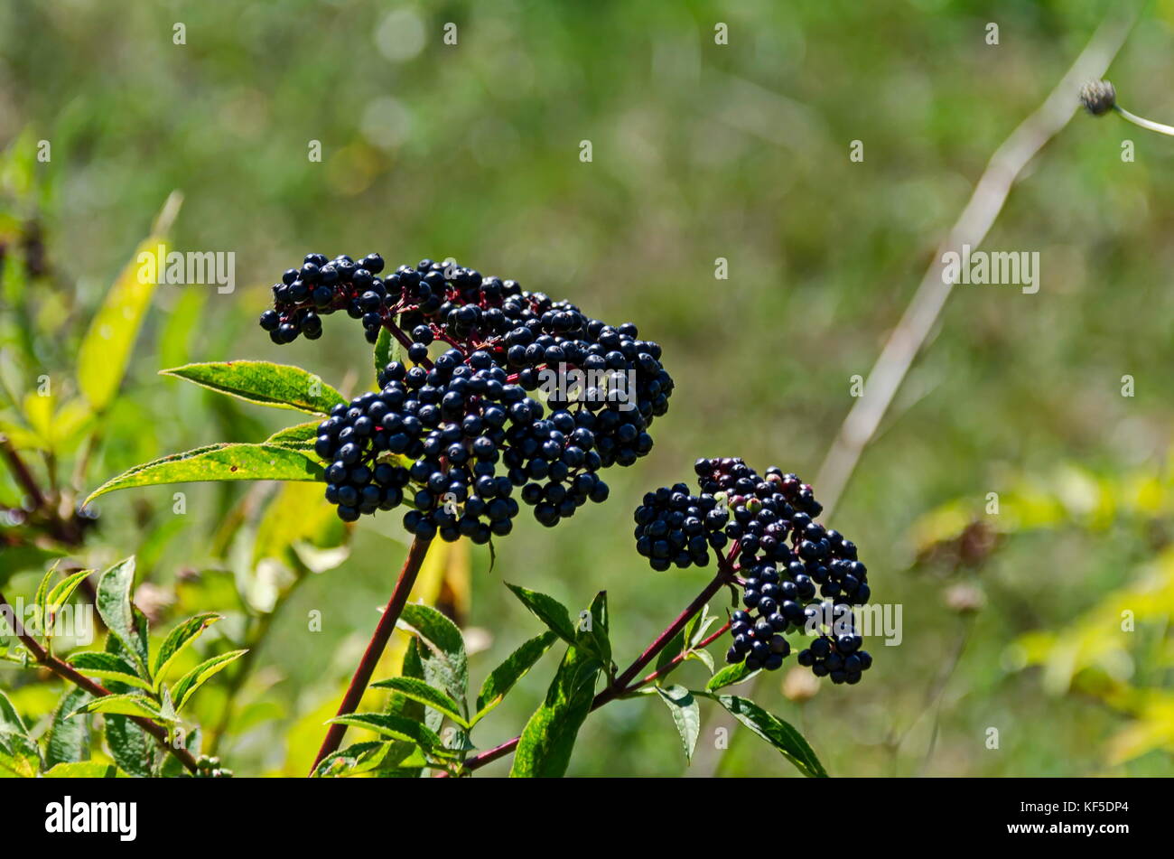Fructus ebuli of Danewort thicket, poisonous bush or Sambucus ebulus, Zavet town, Bulgaria Stock Photo