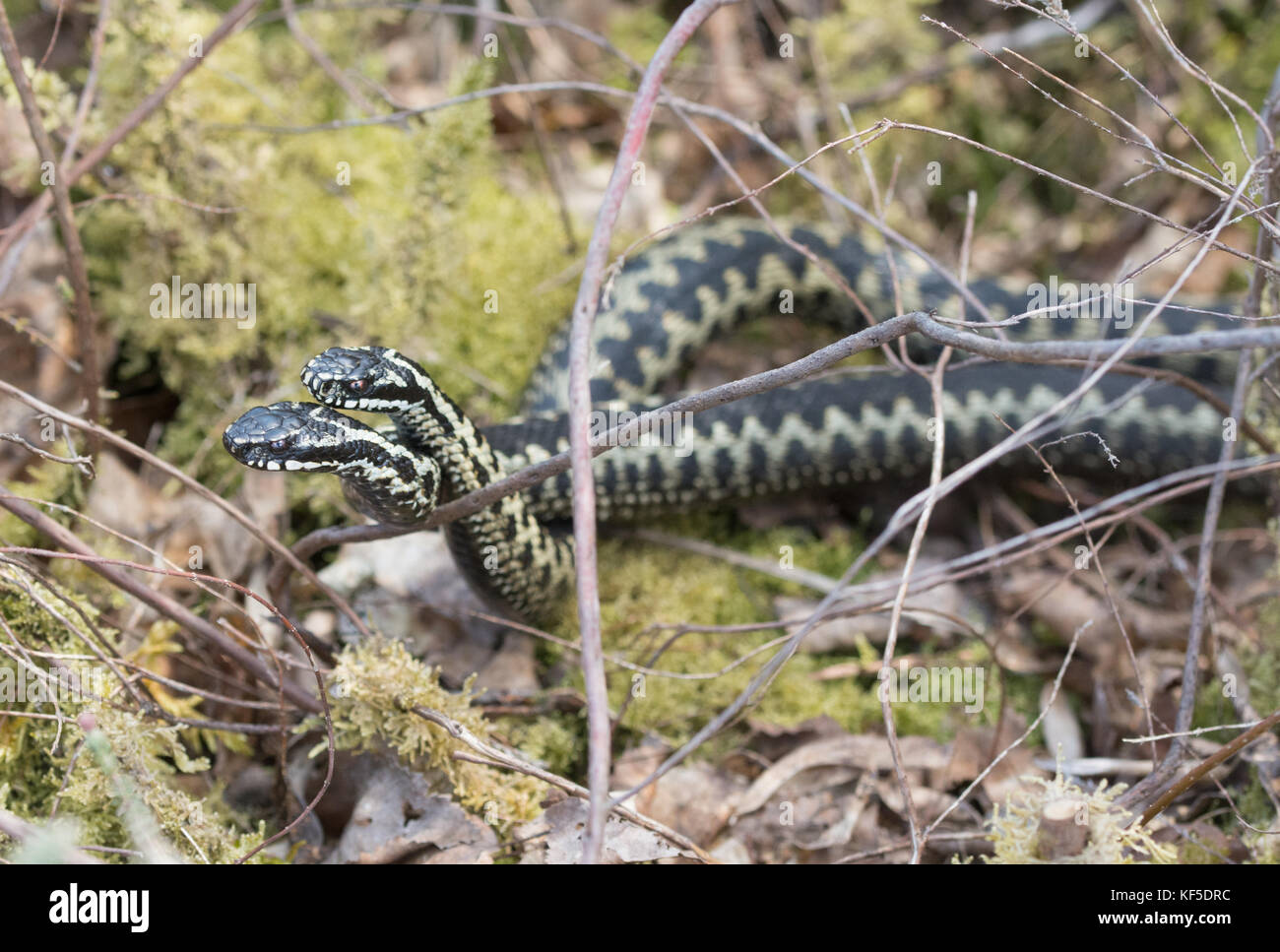 Two male adders (Vipera berus) fighting (dancing) for mating rights during the breeding season Stock Photo