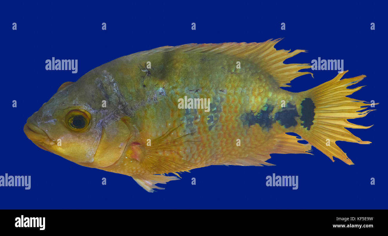 Cenote fish Cichlasoma urophthalmus of Cichlids family in Central America Stock Photo