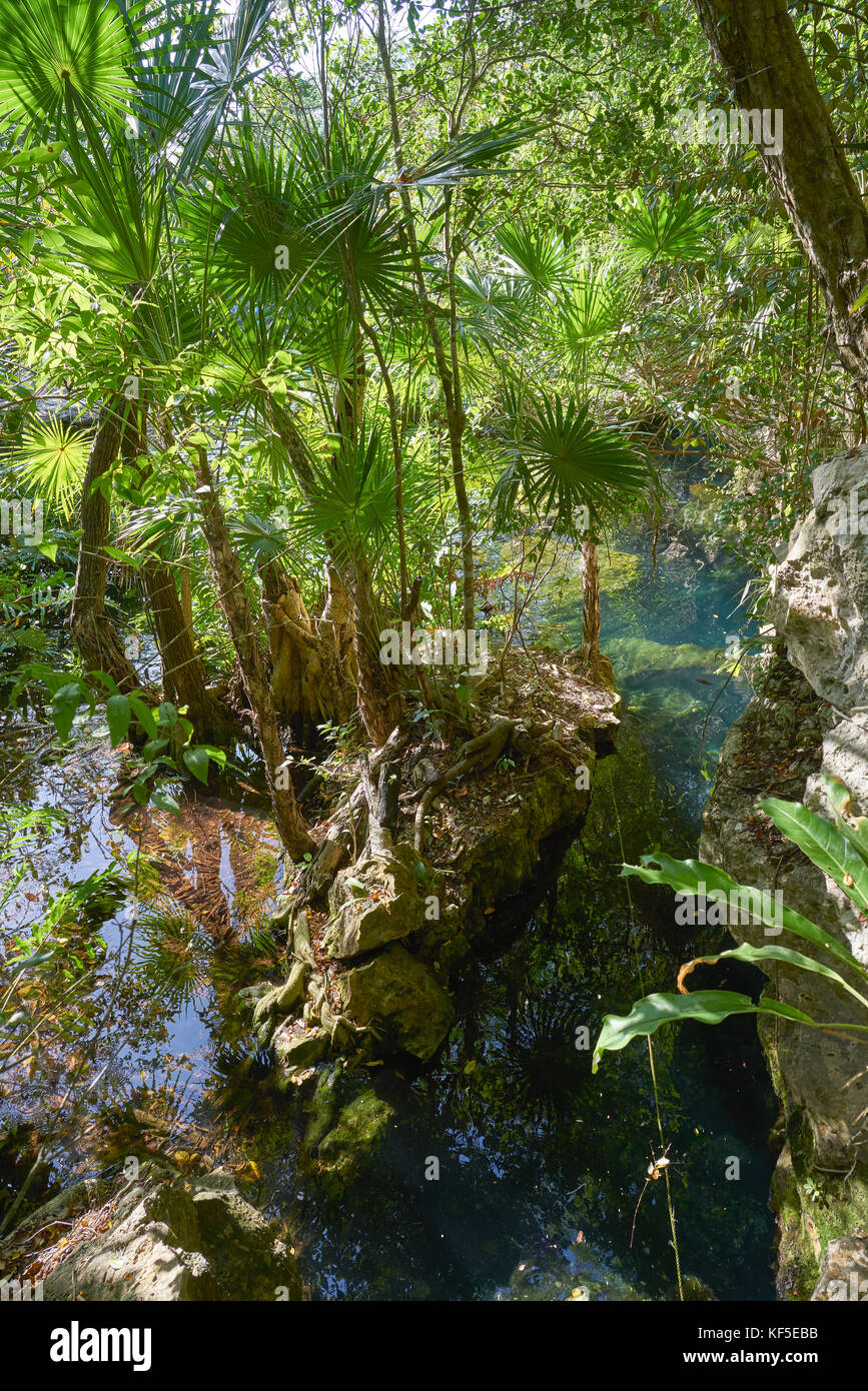 Cenote In Riviera Maya Of Mayan Mexico Sinkhole Exposing