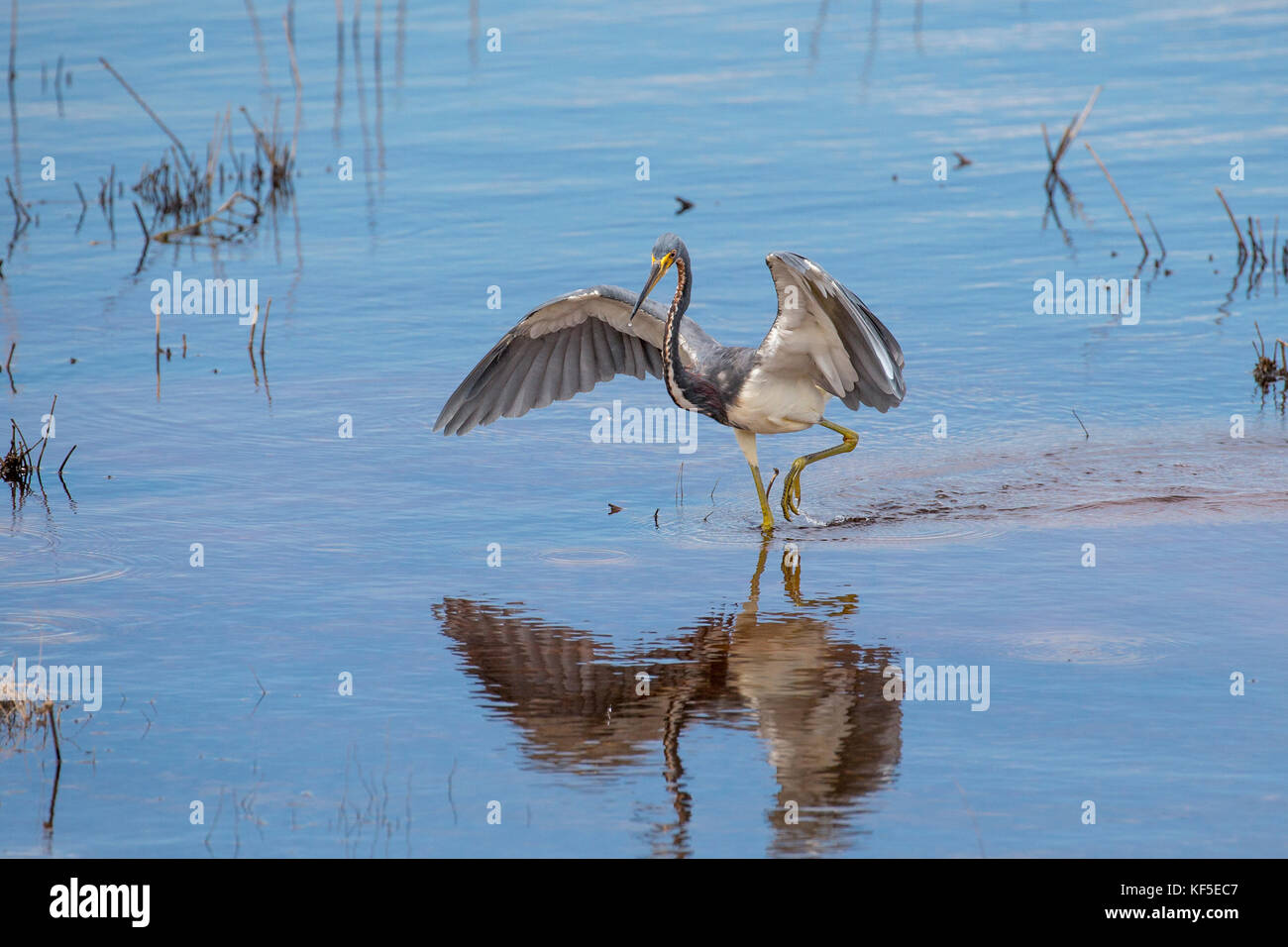 A adult tricolored heron (Egretta tricolor), formerly known in North America as the Louisiana heron searching for food in a calm shallow water pond Stock Photo