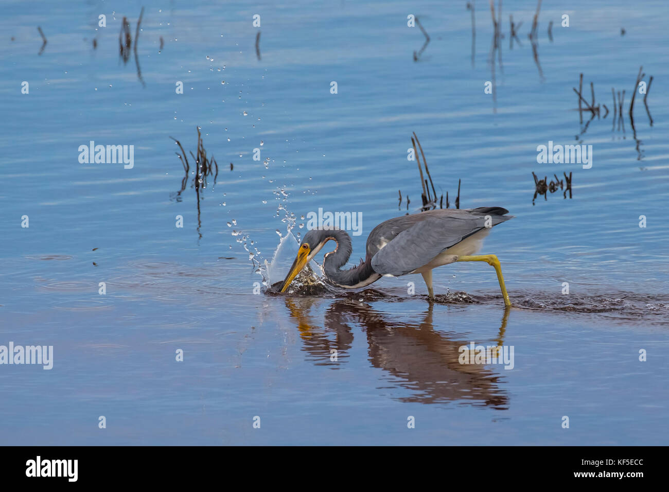 A adult tricolored heron (Egretta tricolor), formerly known in North America as the Louisiana heron searching for food in a calm shallow water pond Stock Photo