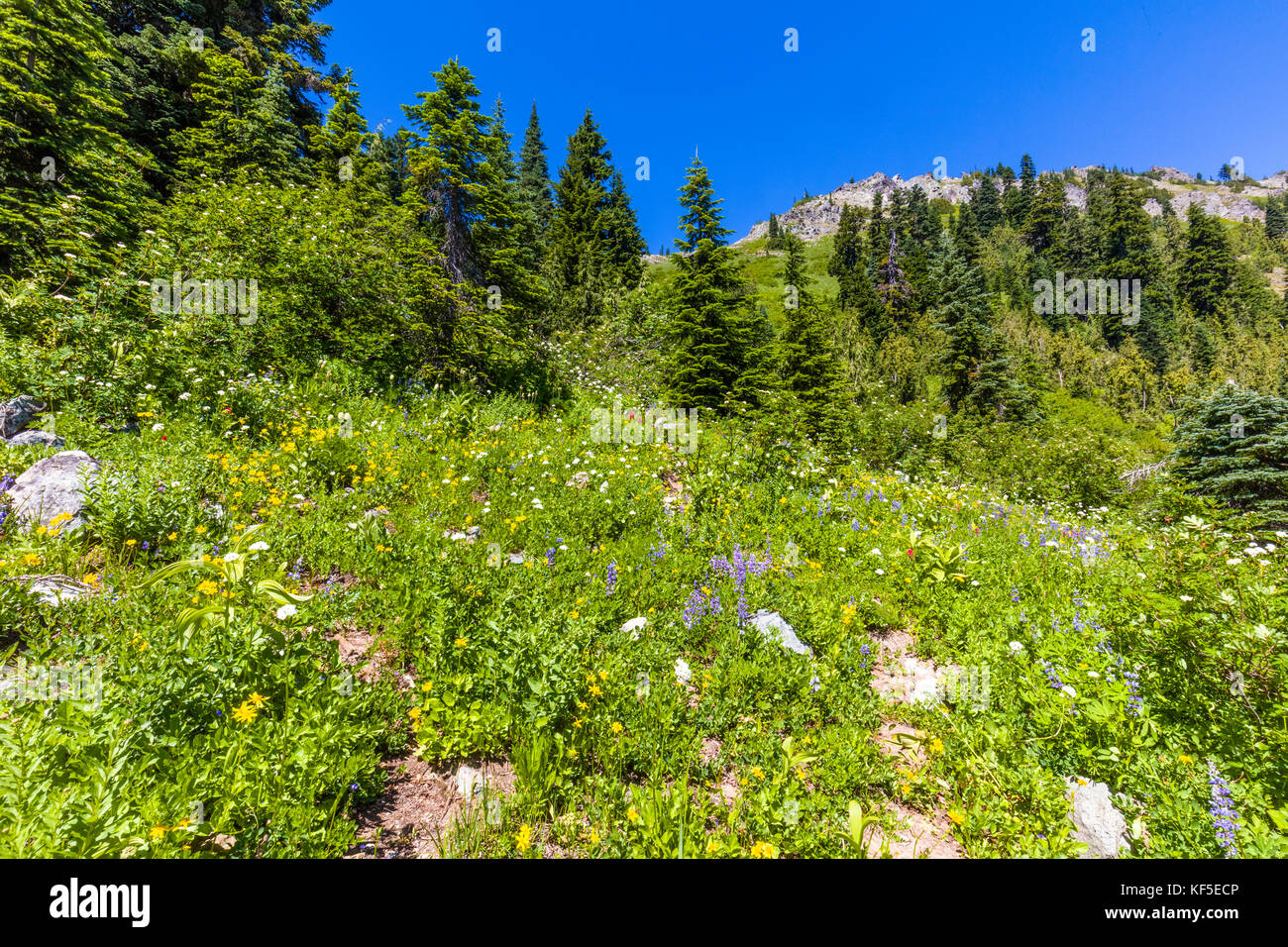 Spring wildflowers on hillsdie in Chinook Pass on the Mather Memorial Parkway in Mount Rainier National Park Washington Stock Photo