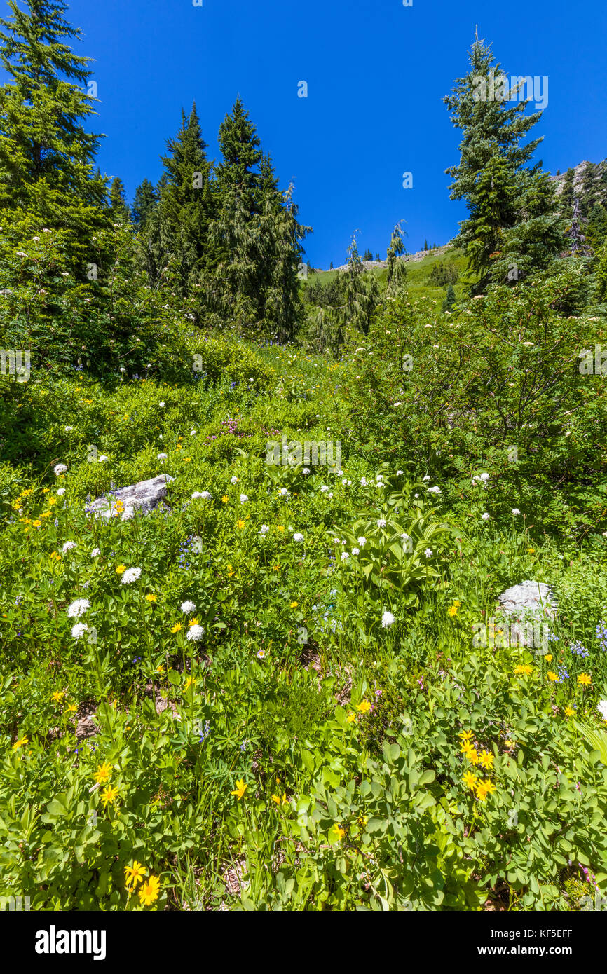 Spring wildflowers on hillsdie in Chinook Pass on the Mather Memorial Parkway in Mount Rainier National Park Washington Stock Photo