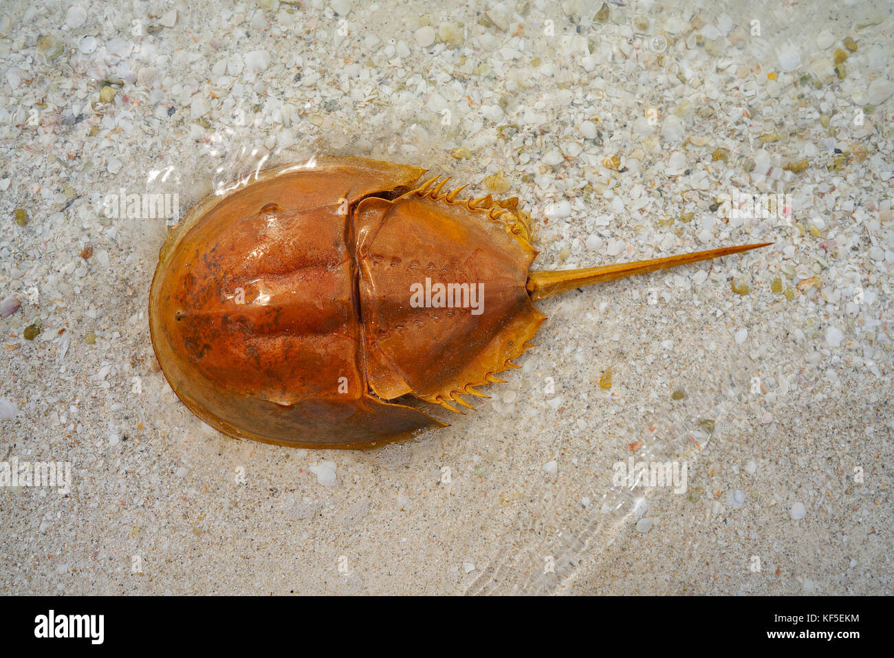 Cacerola de mar Limulus polyphemus horseshoe crab in Mexico Stock Photo -  Alamy