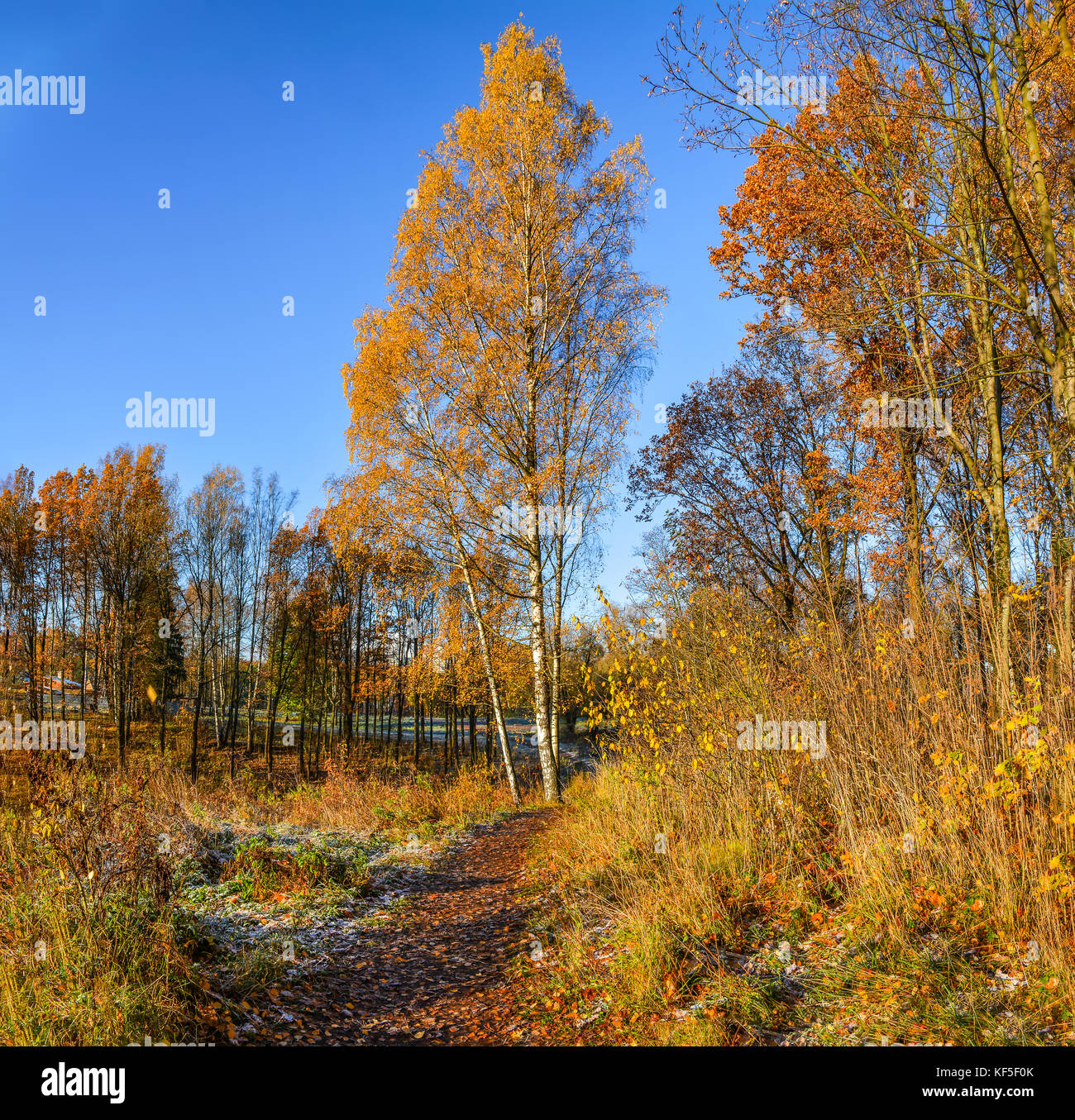 Golden autumn in the forest Park Stock Photo - Alamy