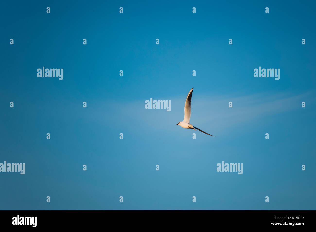 blue sky with white seagull in flight with sunlight on her body Stock ...