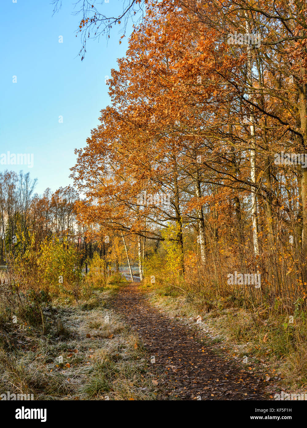 Golden autumn in the forest Park Stock Photo - Alamy