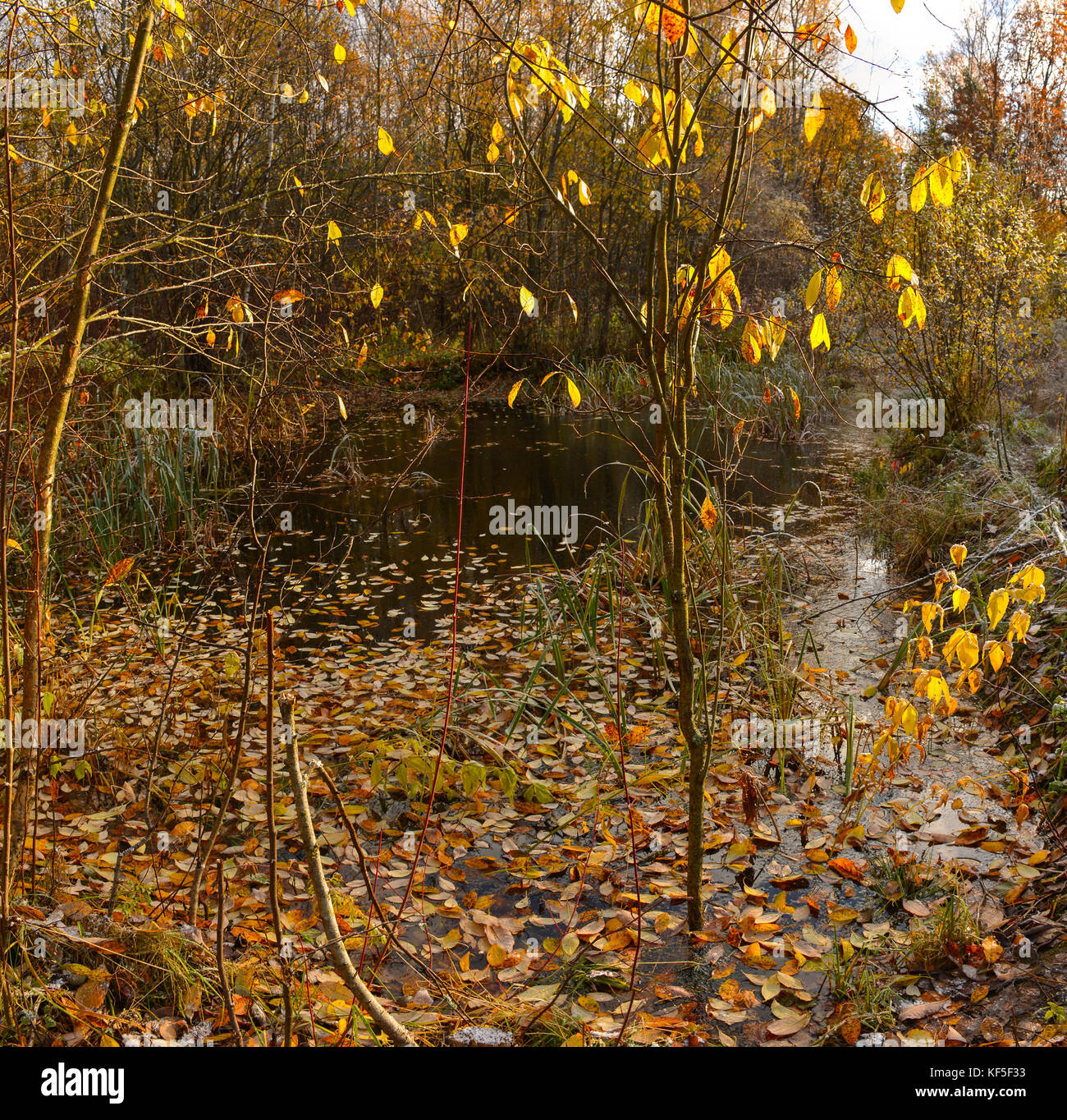 Golden autumn in the forest Park Stock Photo - Alamy