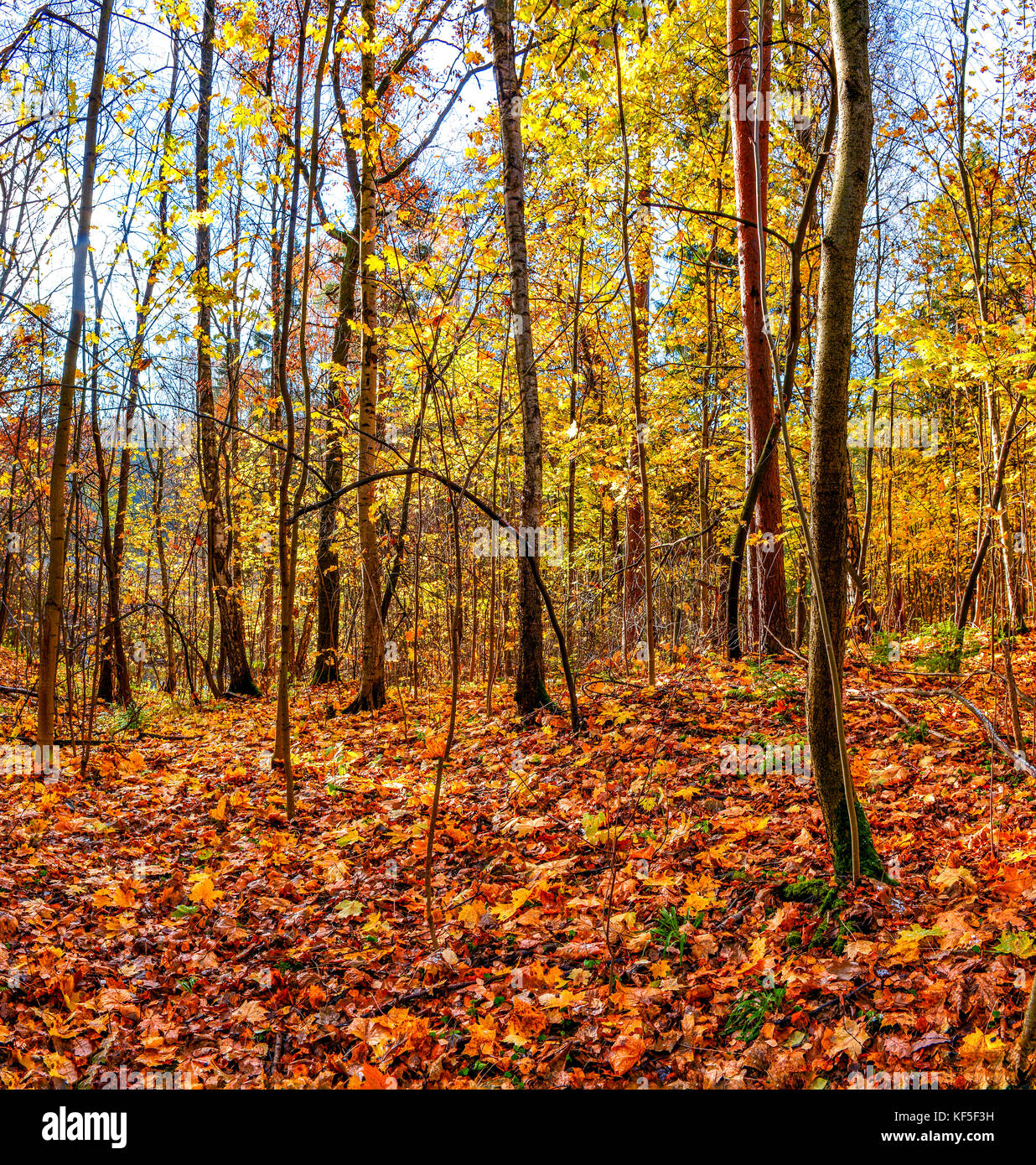 Golden autumn in the forest Park Stock Photo - Alamy