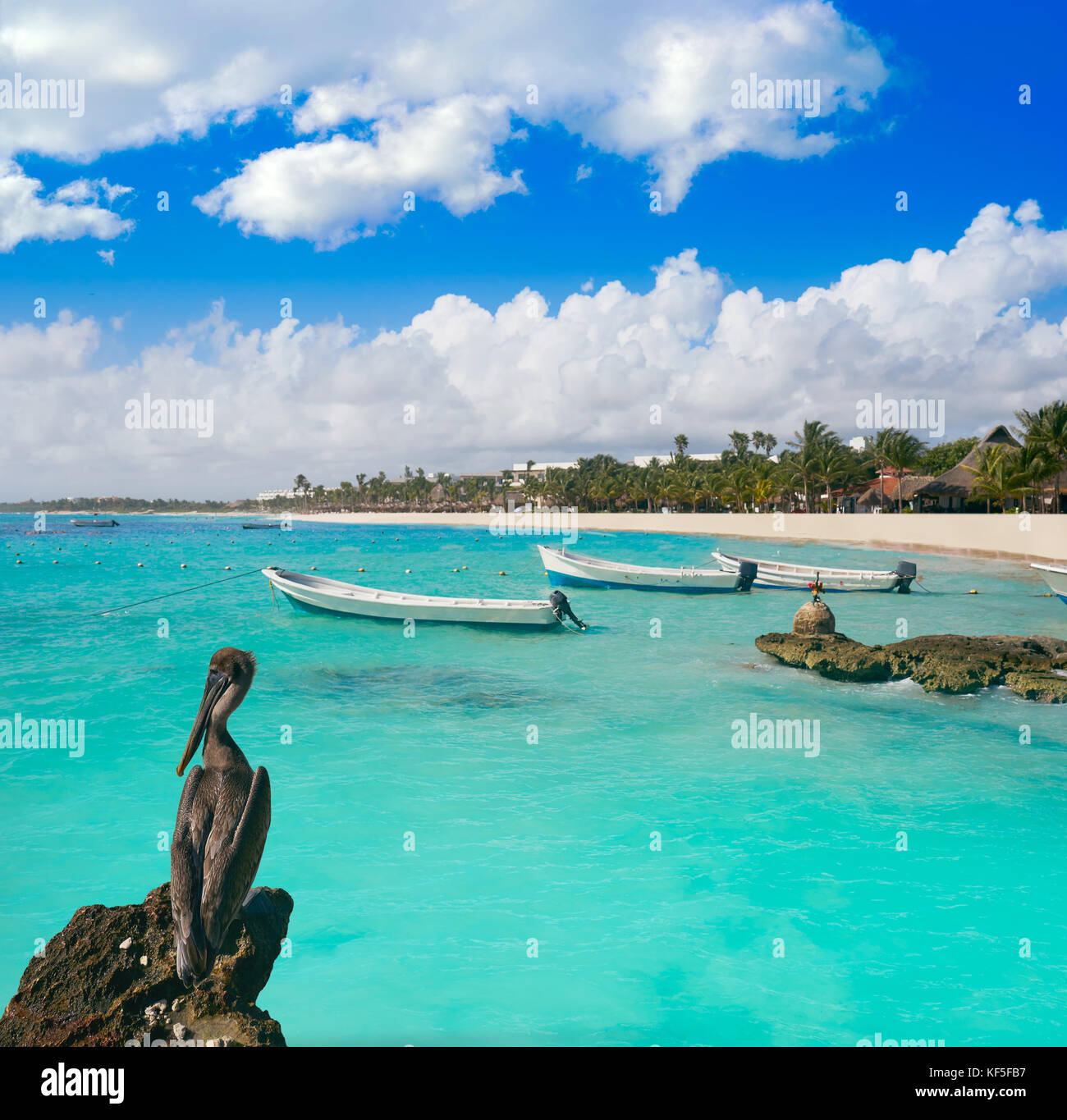 Akumal bay Caribbean beach pelican in Riviera Maya of Mayan Mexico ...
