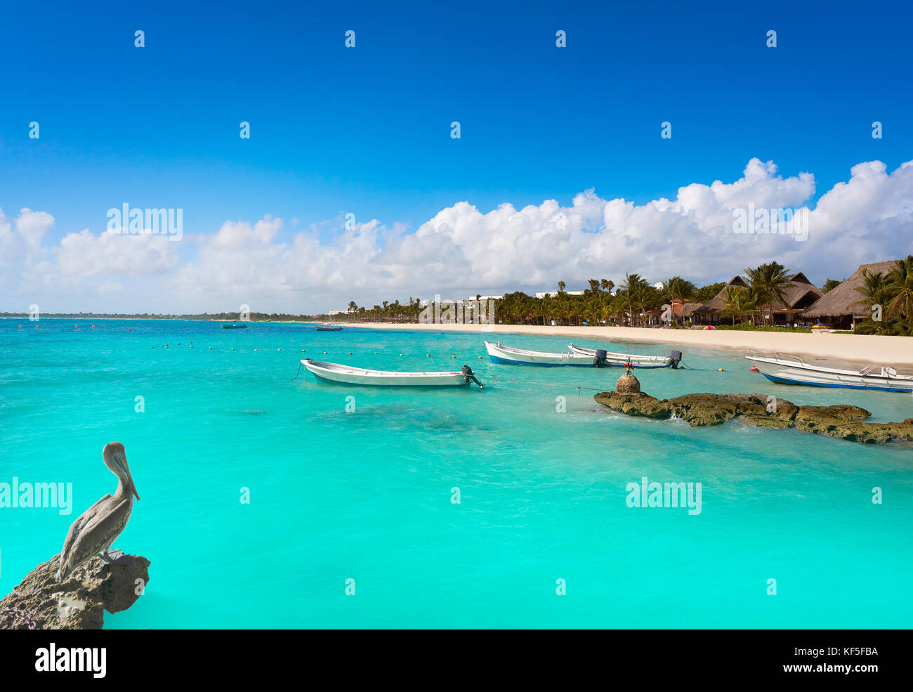 Akumal bay Caribbean beach pelican in Riviera Maya of Mayan Mexico ...