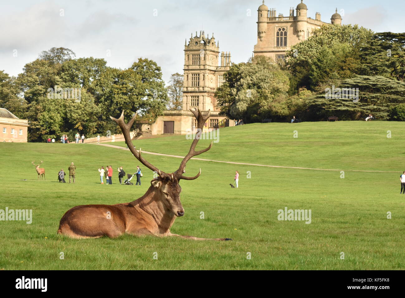 Wollaton hall Deer park, Stag in park Stock Photo