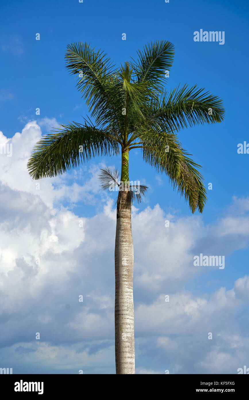 Palma real Royal palm tree on a blue sky background Stock Photo - Alamy