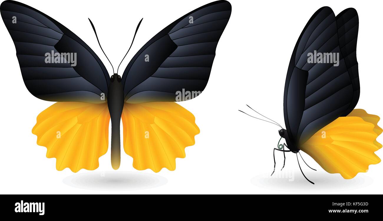 Many Monarch Butterflies Stock Vector Images - Alamy