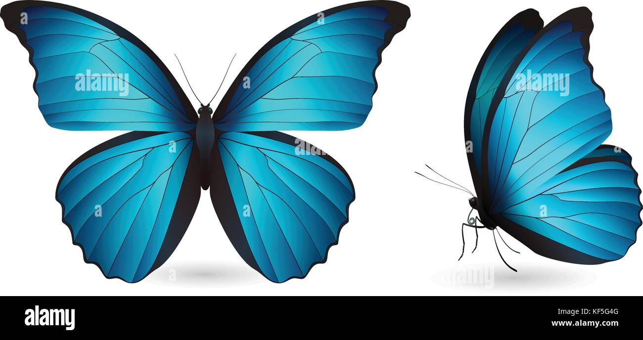 Set of colorful butterflies. Front and side view Stock Vector