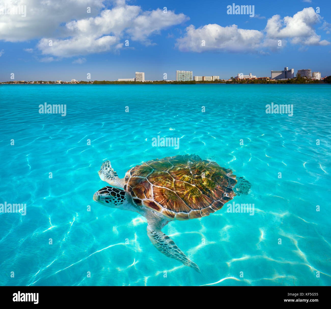 Cancun Hotel Zone turtle at Nichupte lagoon in Mexico photomount Stock
