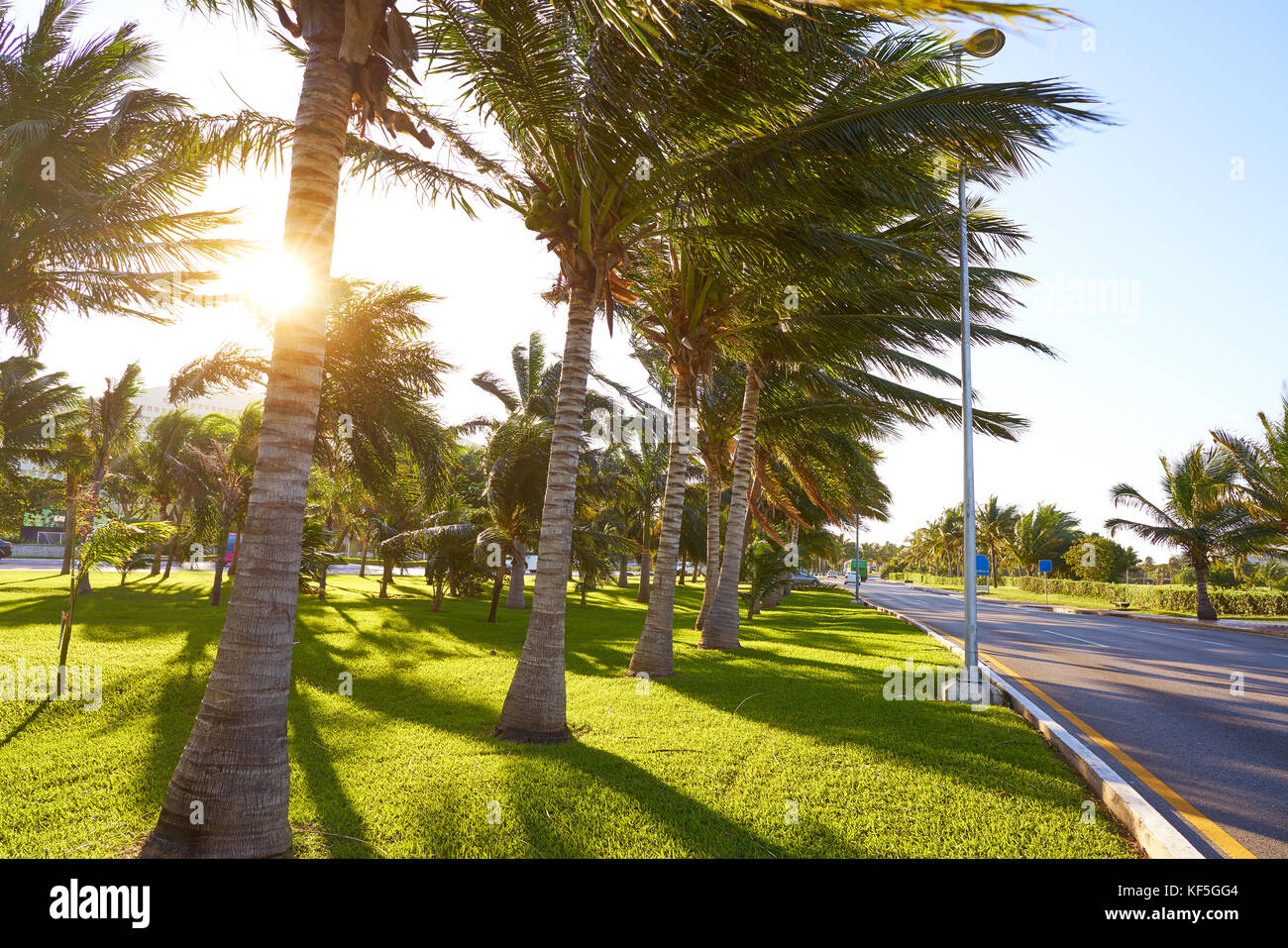 Cancun Mexico Kukulcan boulevard palm trees at Hotel Zone in Mexico