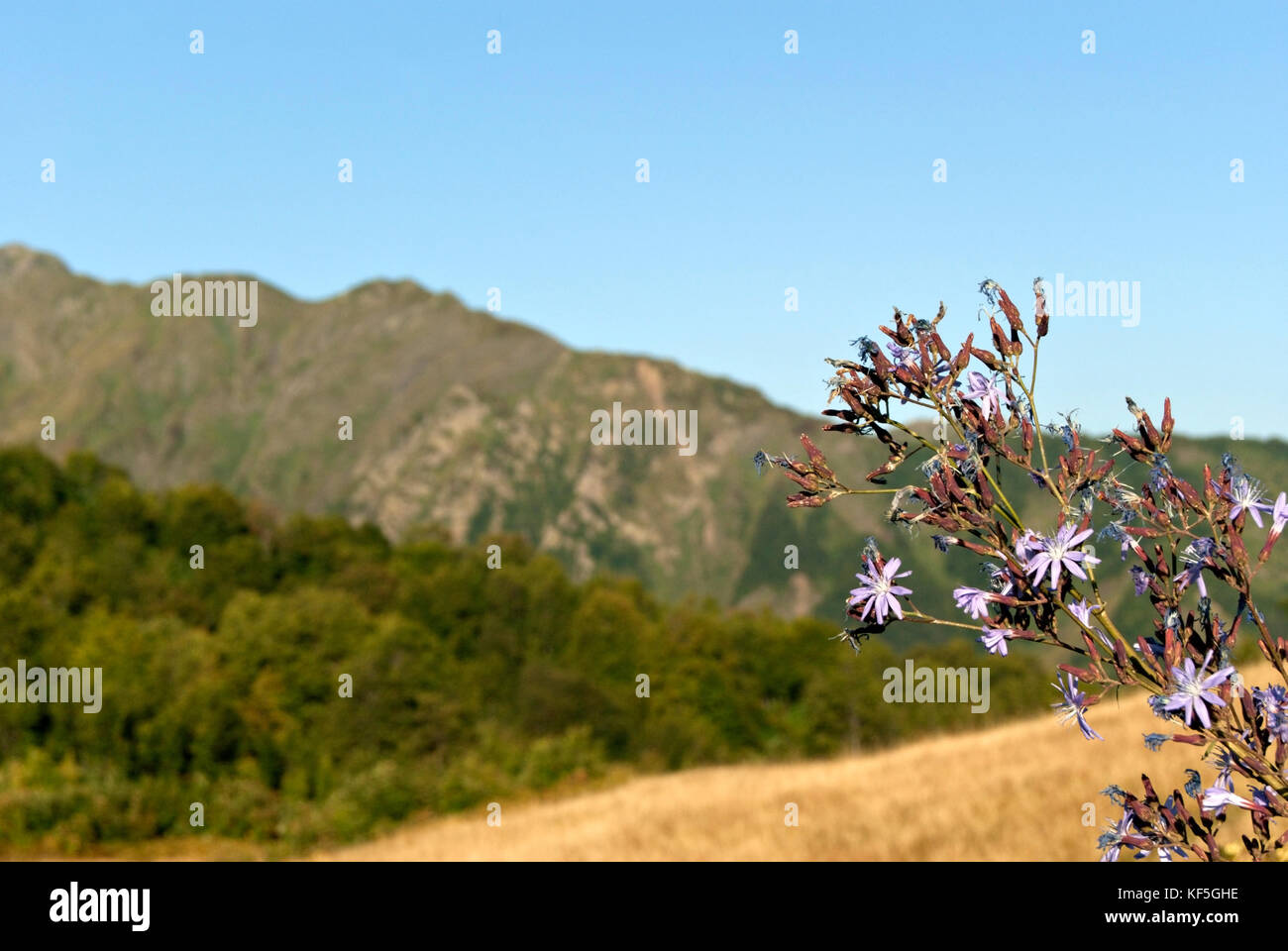 Overblown blue lettuce (Lactuca tatarica) in a natural environment against a blurred mountain landscape Stock Photo