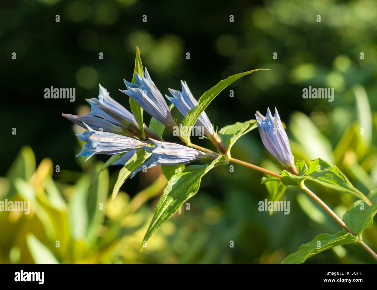 inflorescence of star gentian (also known as cross gentian) closeup on blurred background Stock Photo