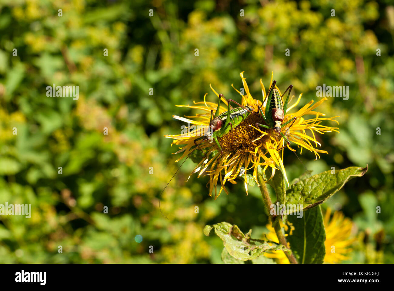 a pair of grasshoppers on a overblown flower of elecampane (also called horse-heal, alanroot or elfdock) closeup on a blurred background Stock Photo