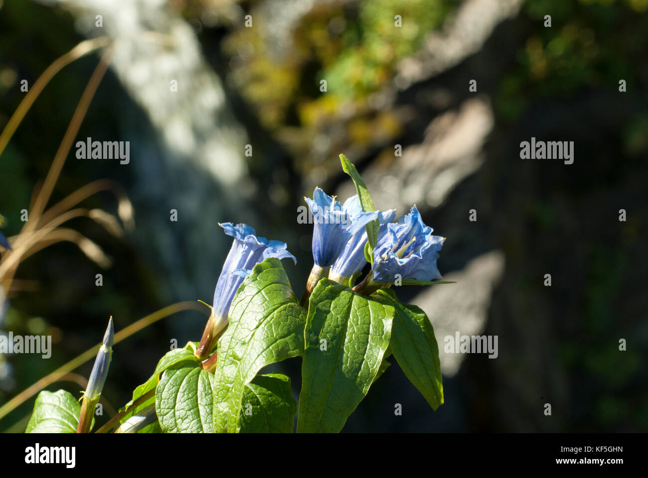 inflorescence of star gentian (also known as cross gentian) closeup against the background of a blurry mountain waterfall Stock Photo