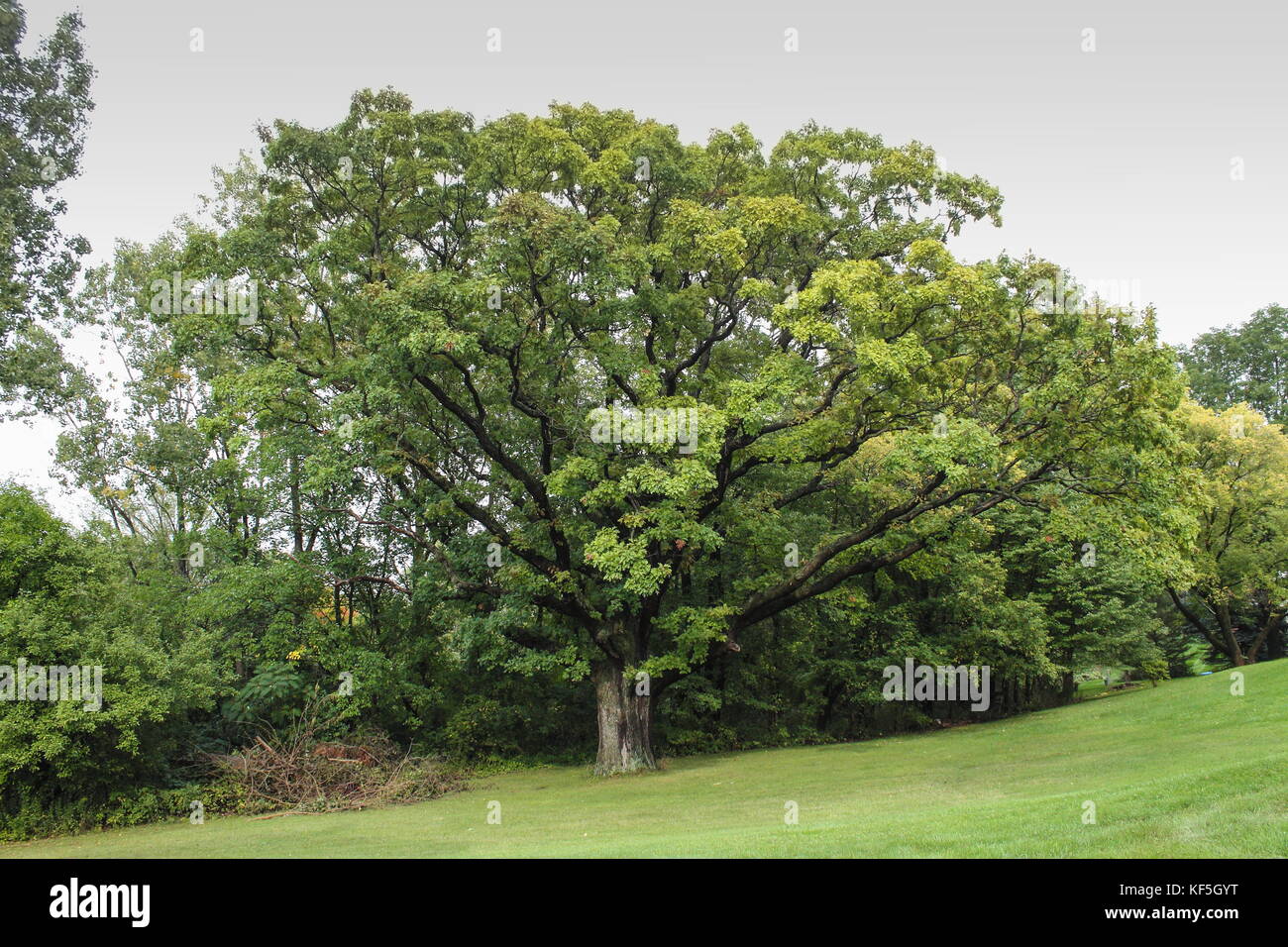 A large Oak Tree growing in Michigan in early Fall. An oak is a tree or shrub in the genus Quercus of the beech family, Fagaceae. Stock Photo