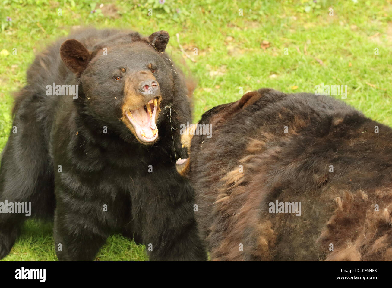 A Black Bear snarling during a fight Stock Photo Alamy