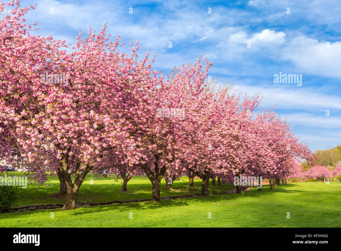 Cherry tree blossom explosion on a sunny April morning, in Hurd Park, Dover, New Jersey. Stock Photo